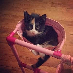 Meet your Posher, Michele